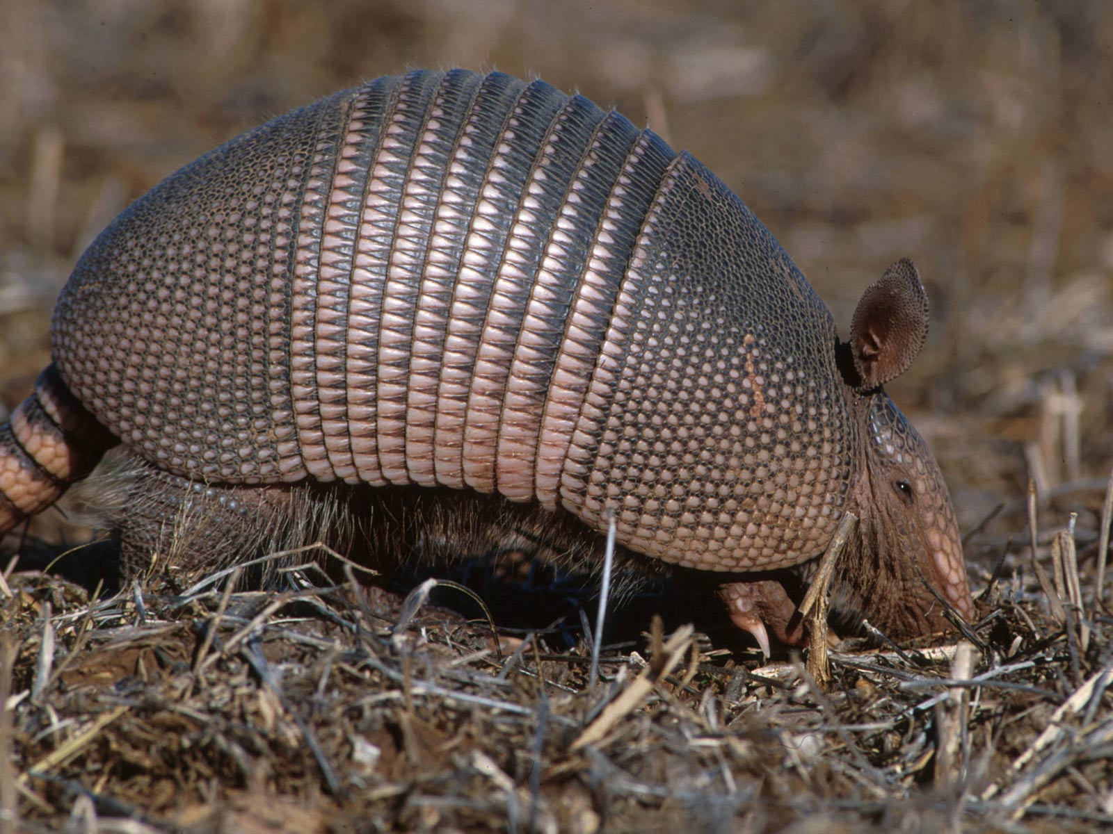 armadillo1 Thick Skin